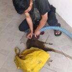 sedot septic tank cimone