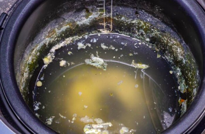 bakteri pengurai septic tank